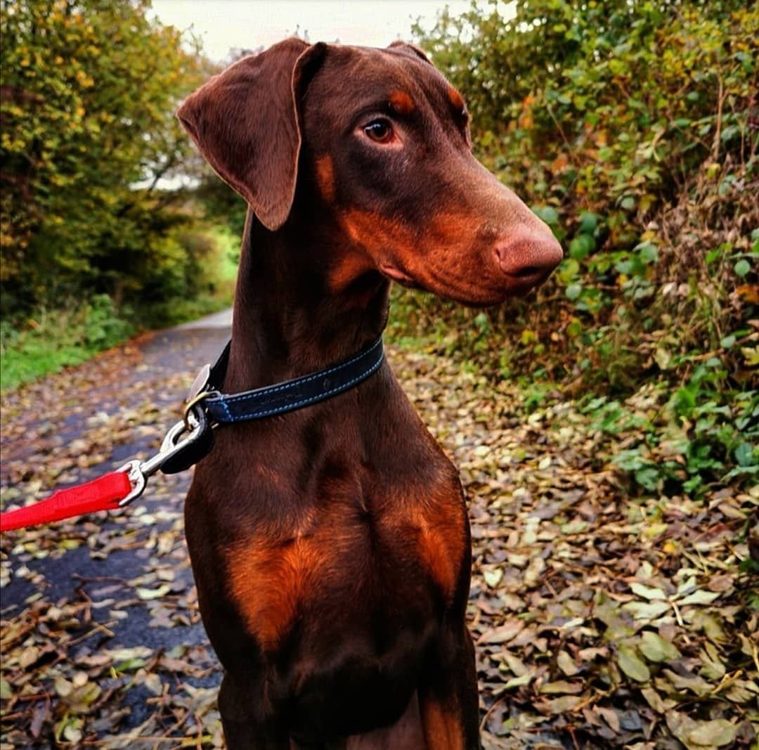 Пряник Доберман