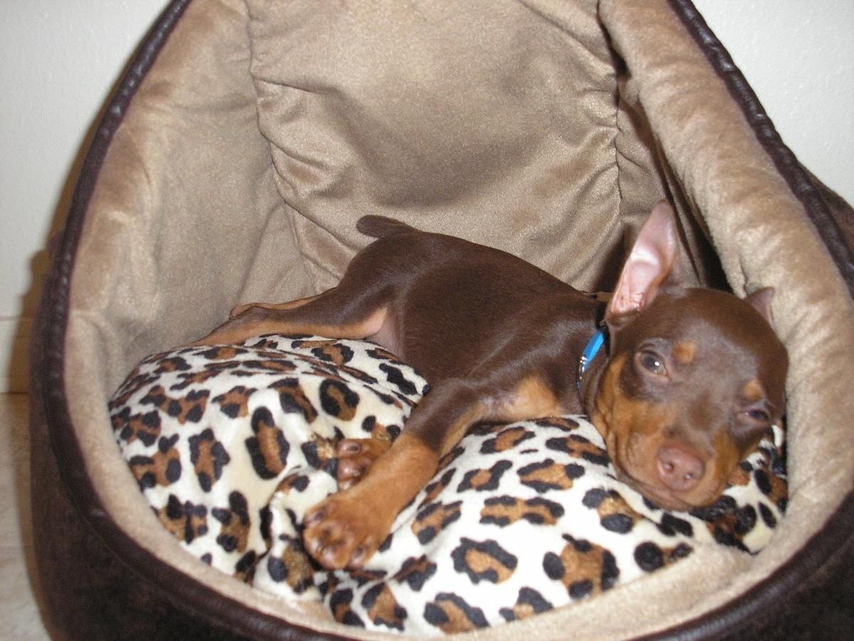 Мини Доберман коричневый щенок