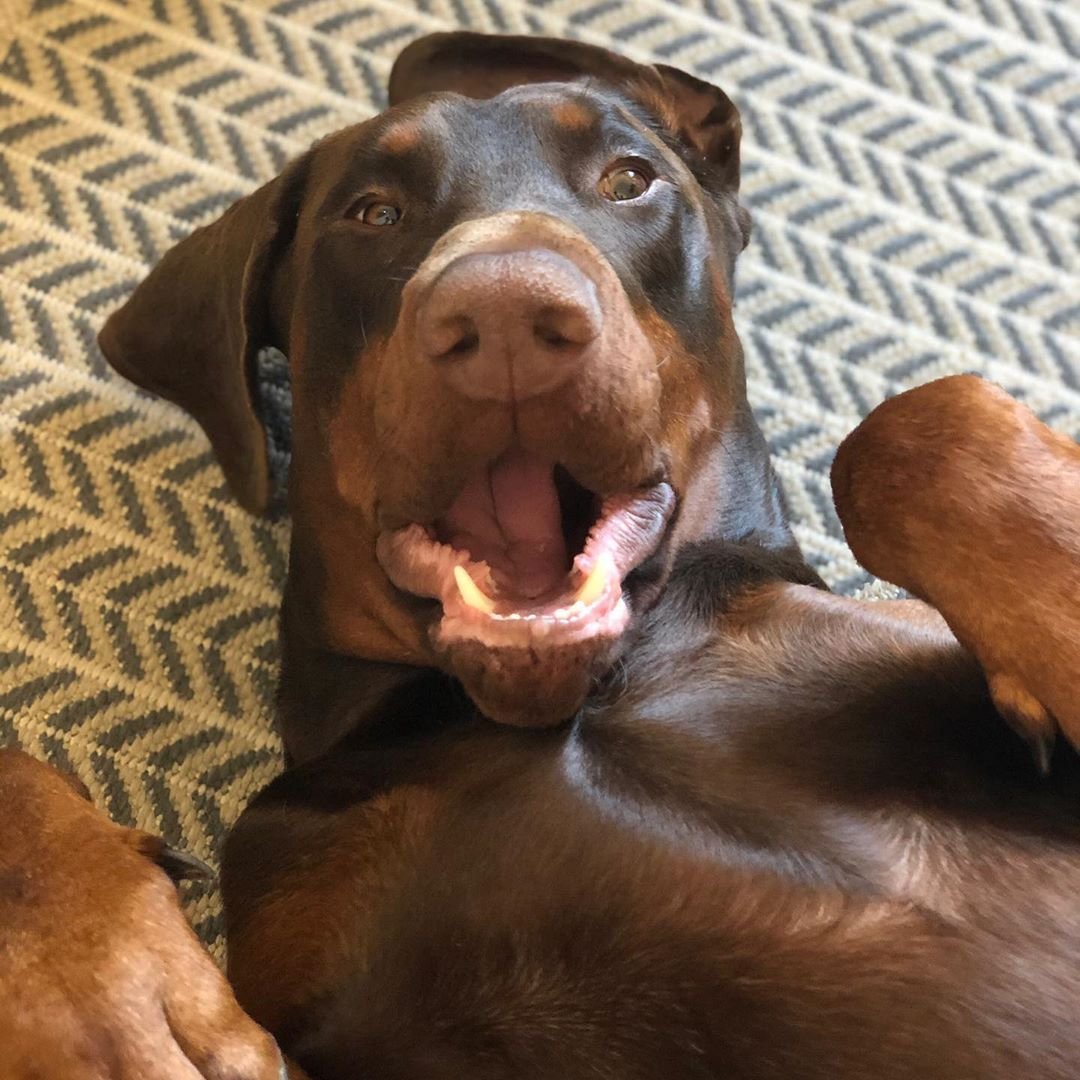 Доберман шоколадный