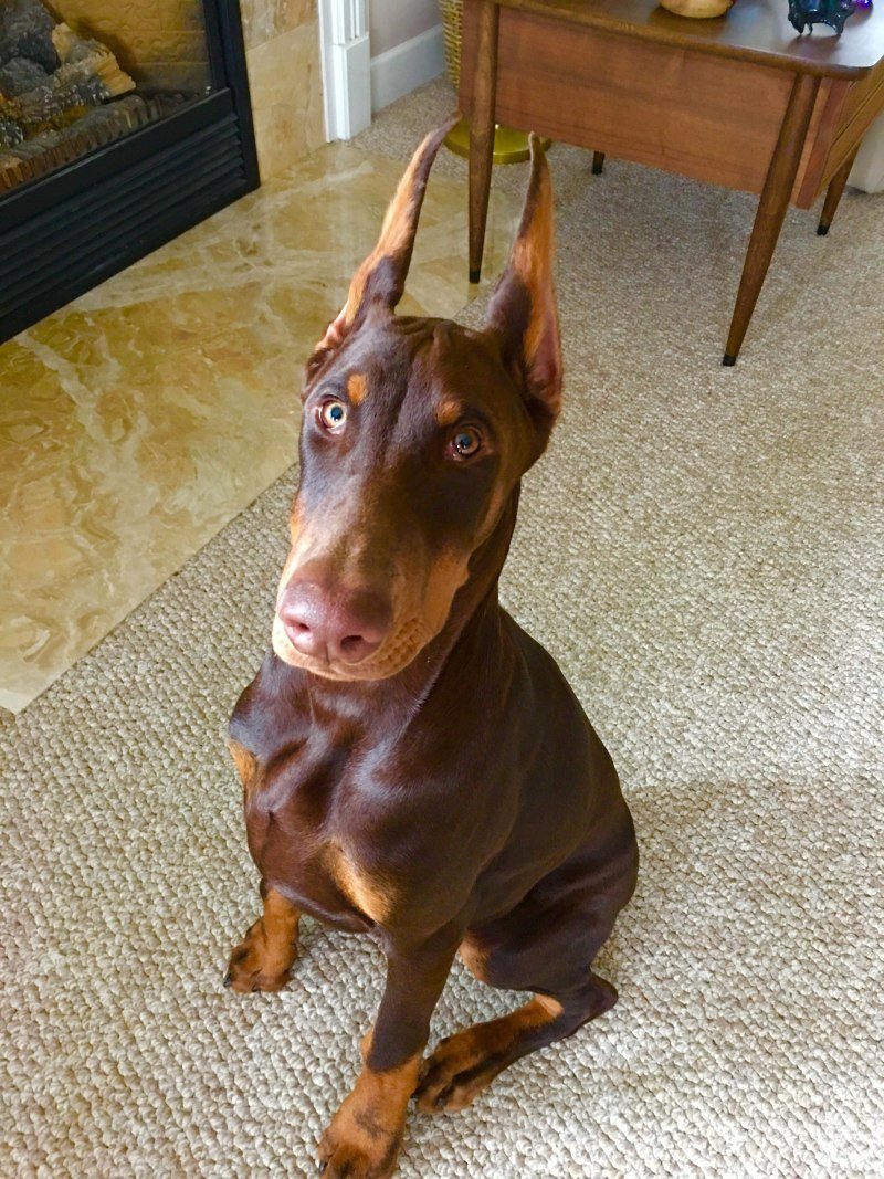 Питбуль Доберман пинчер