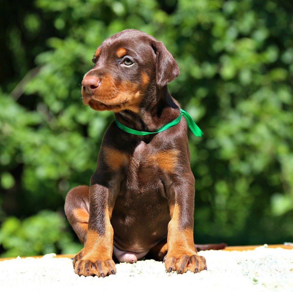 Доберман-пинчер коричневый