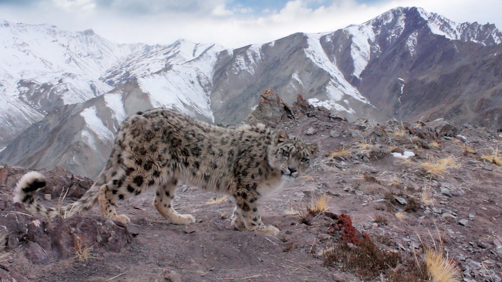 Жизнь животных в горах. Снежный Барс на памире. Снежный Барс в Гималаях. Снежный Барс Тянь Шань. Памир Мургаб снежный Барс.