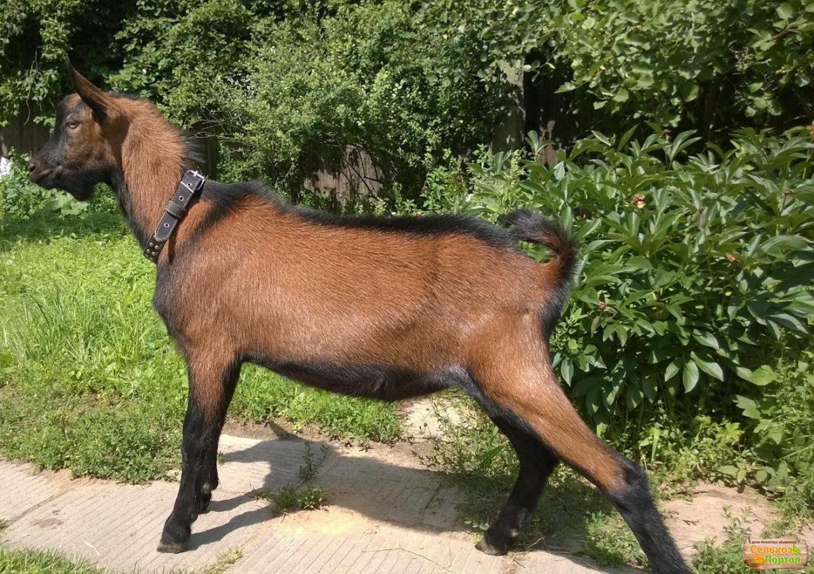 Козел породы Чех