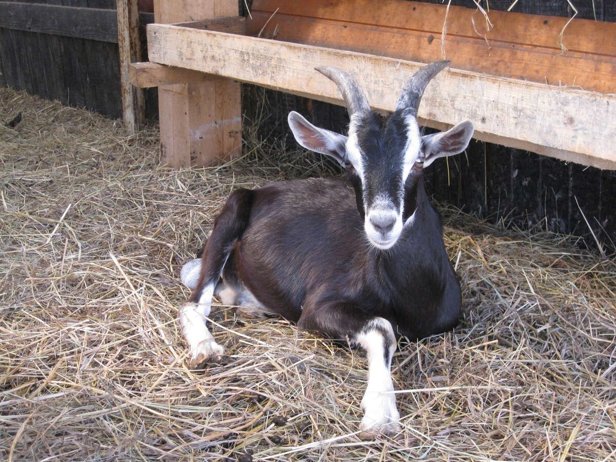 Тоггенбургская порода коз