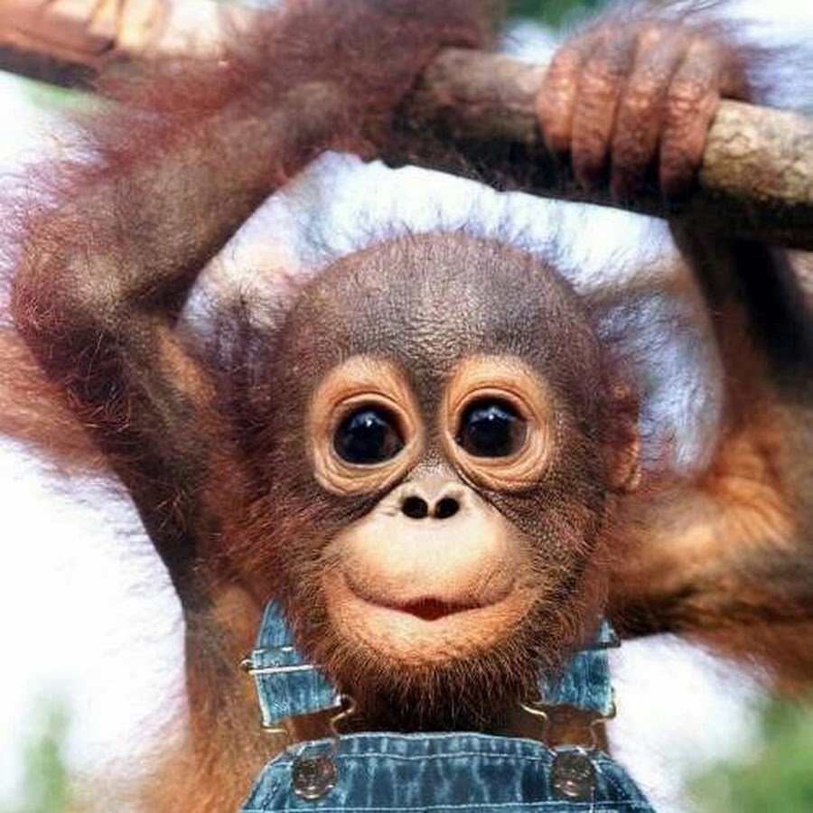 Милые обезьянки фото с днём рождения