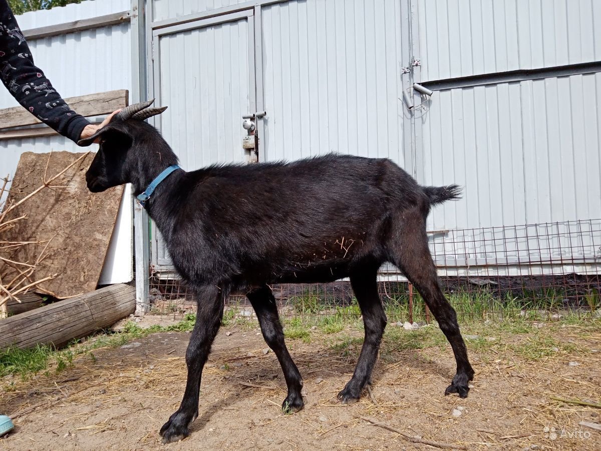 Альпийские козы длинношерстные