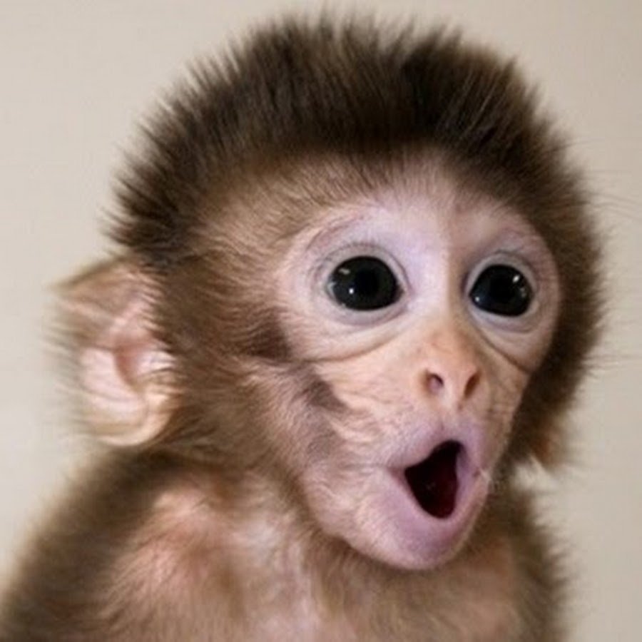 Фото глупая обезьянка