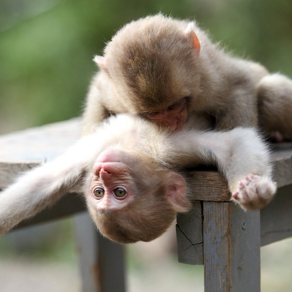 Две обезьянки