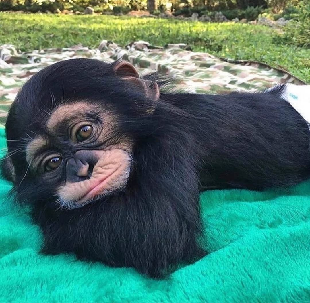 Самые смешные животные в мире