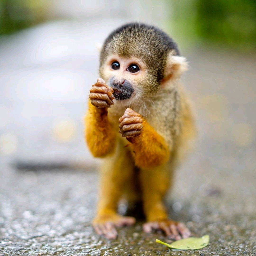 Беличья обезьянка саймири