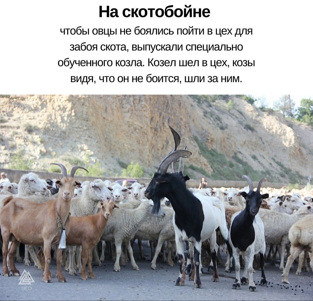 Коз овец Козлов Баранов
