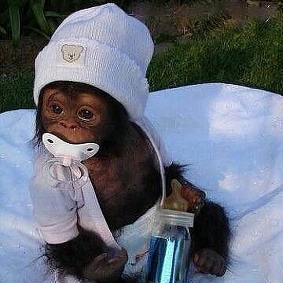 Обезьяна в шапке