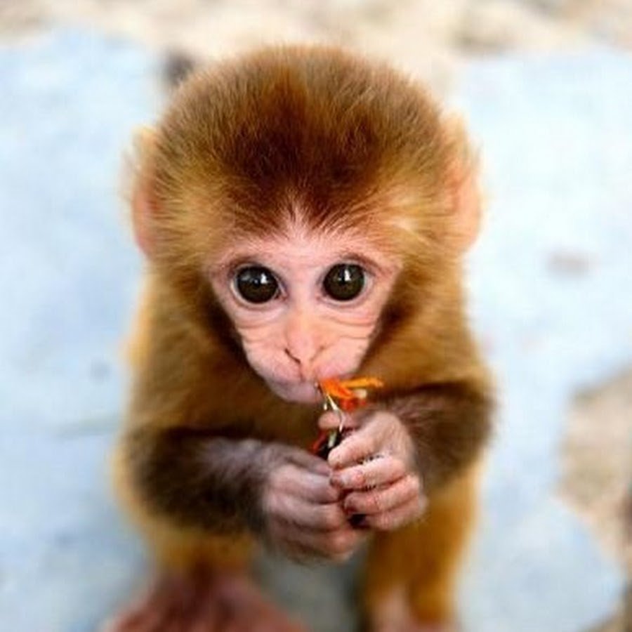 Смешные обезьяны