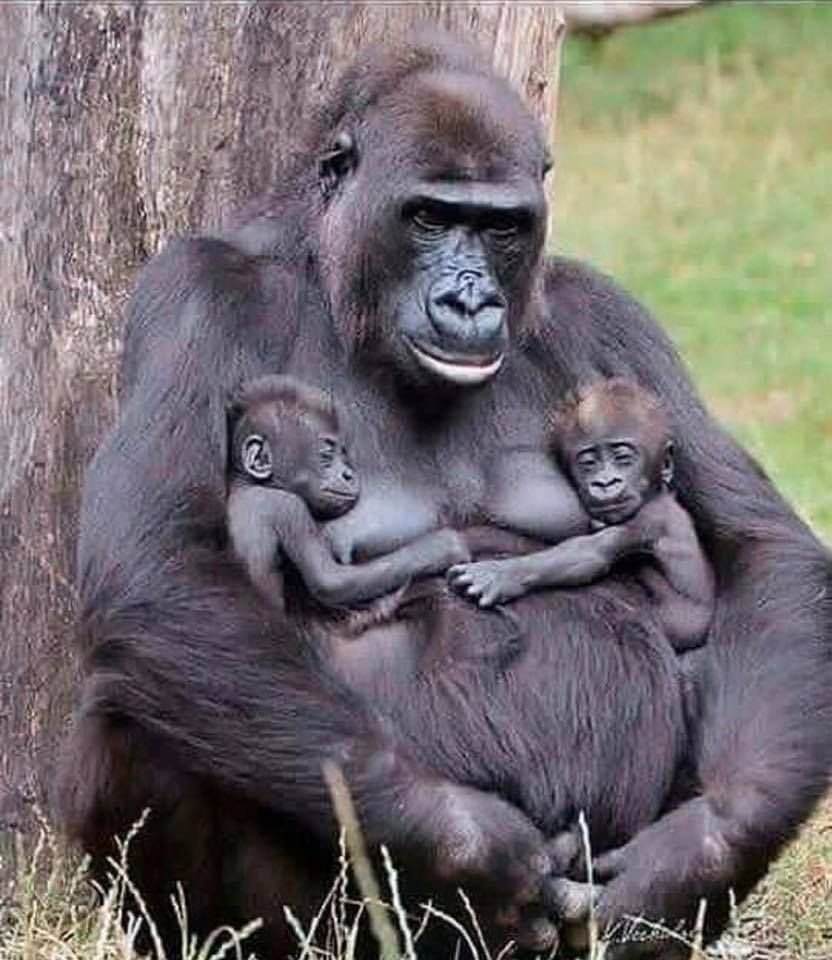 Детеныш обезьяны