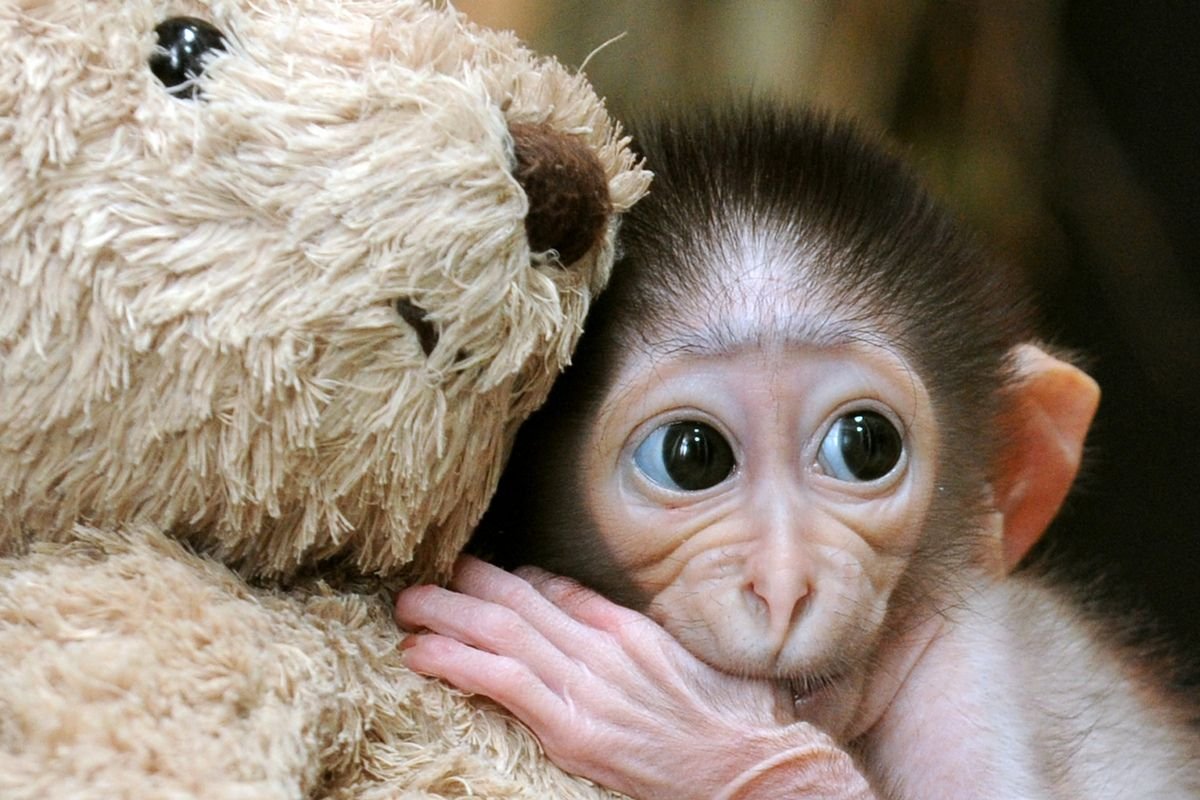 Боязливые животные