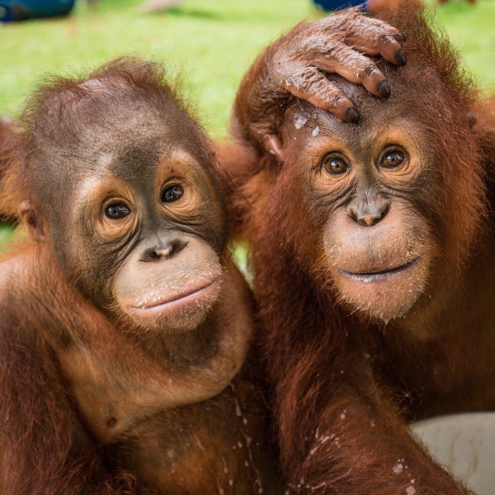 Два орангутанга