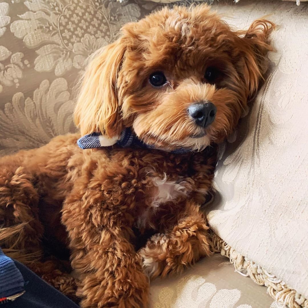 Порода собак мальтипу