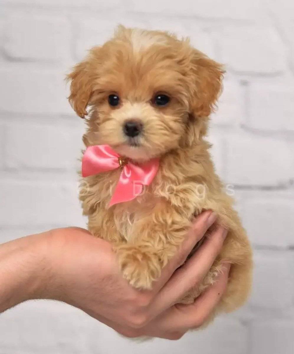 Собачки мальтипу