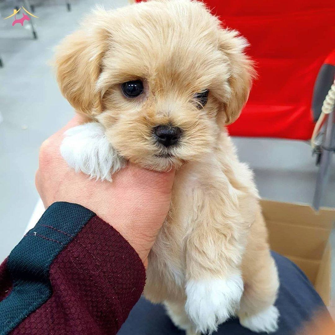 Мальтипу абрикосовый