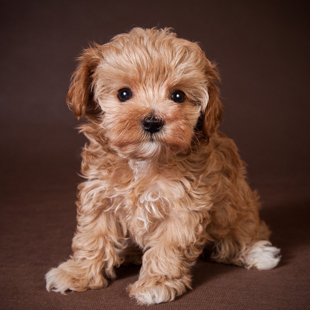 Собачья порода мальтипу