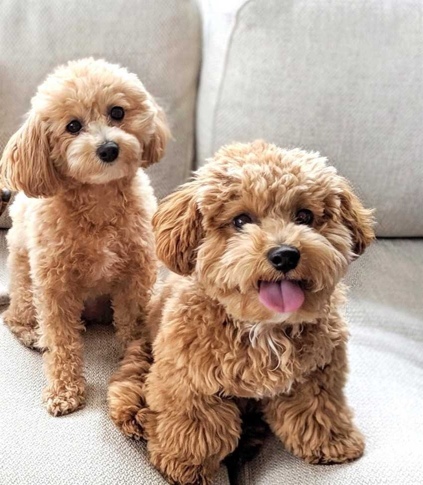 Мальтипу собака