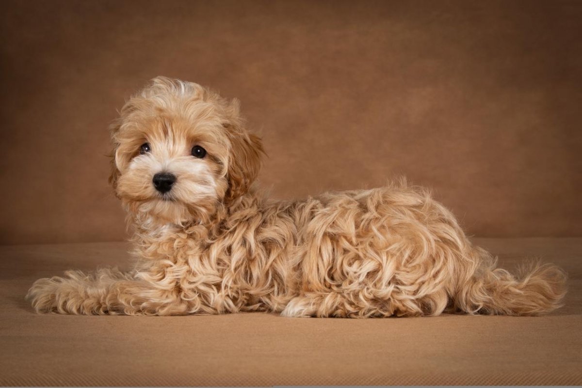 Мальтипу подросшие5