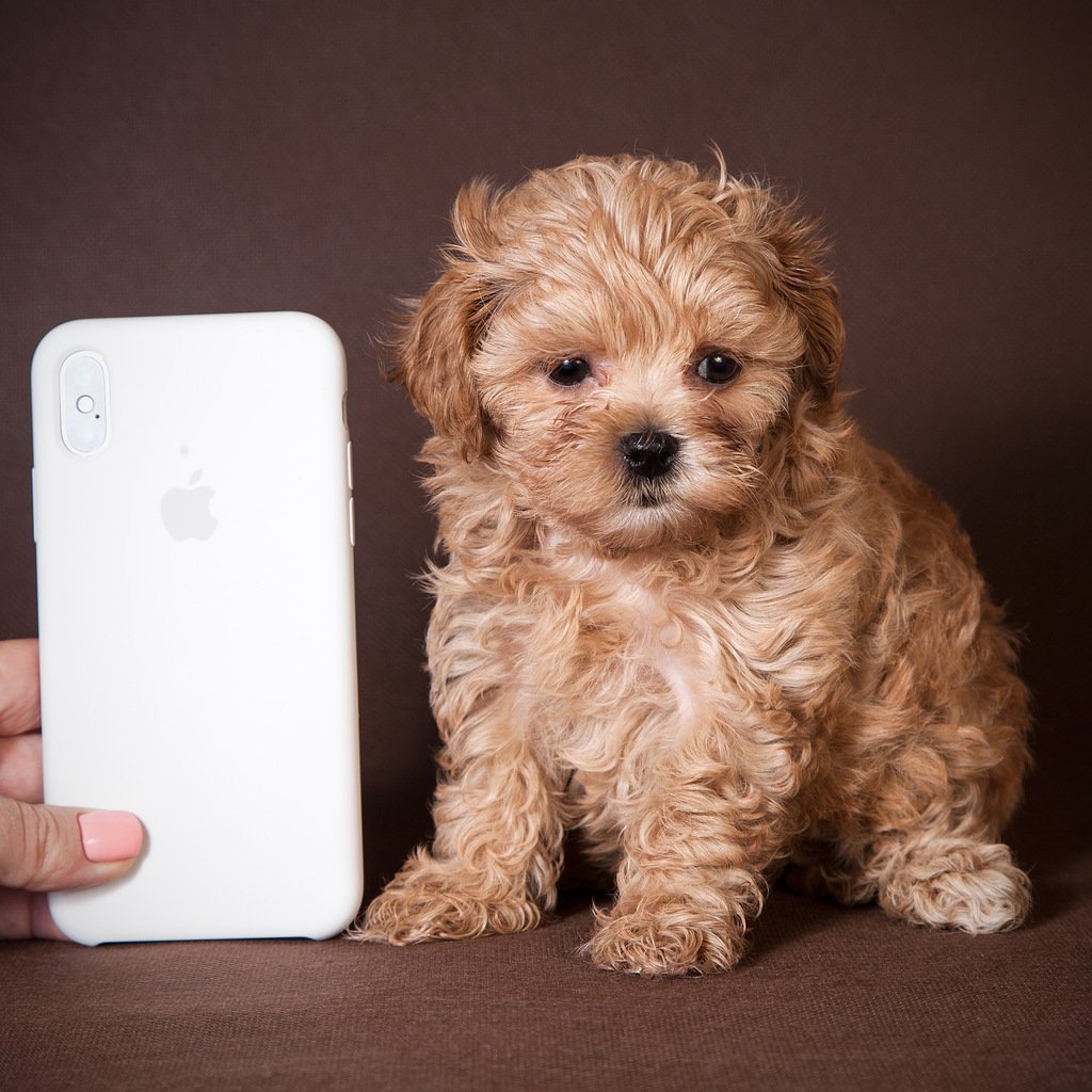 Мальтипу безаллергенные