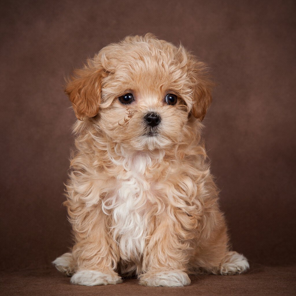 Мальтипу собака