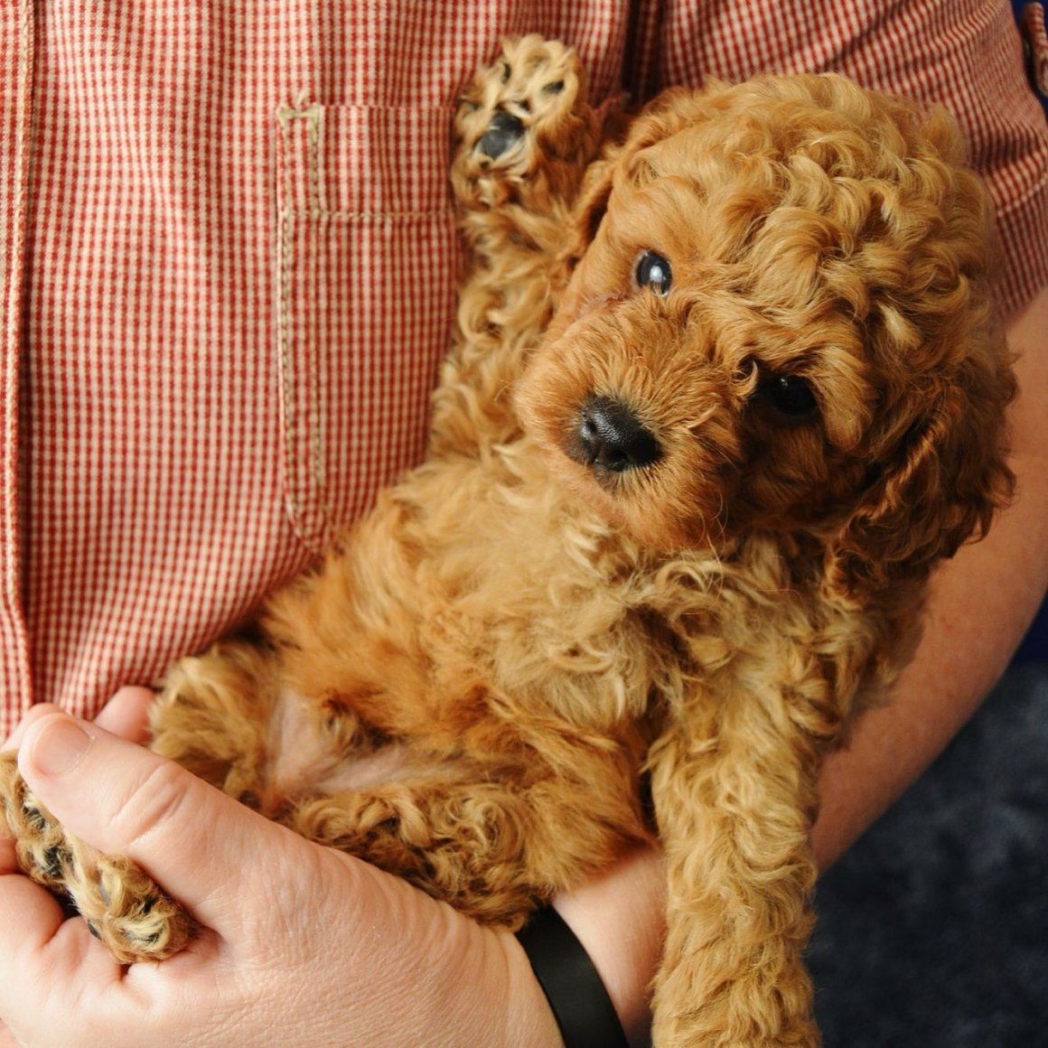 Мальтипу груминг