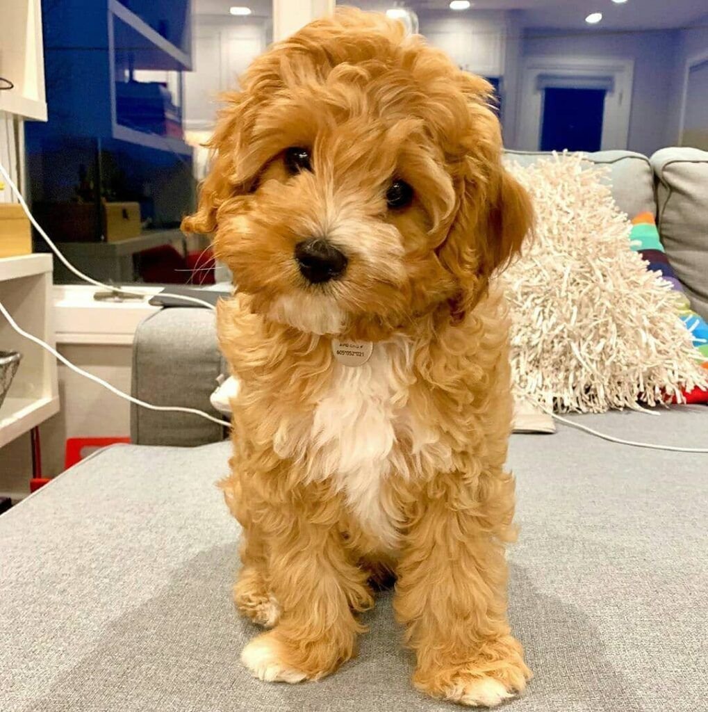 Кавапу собака расцветки