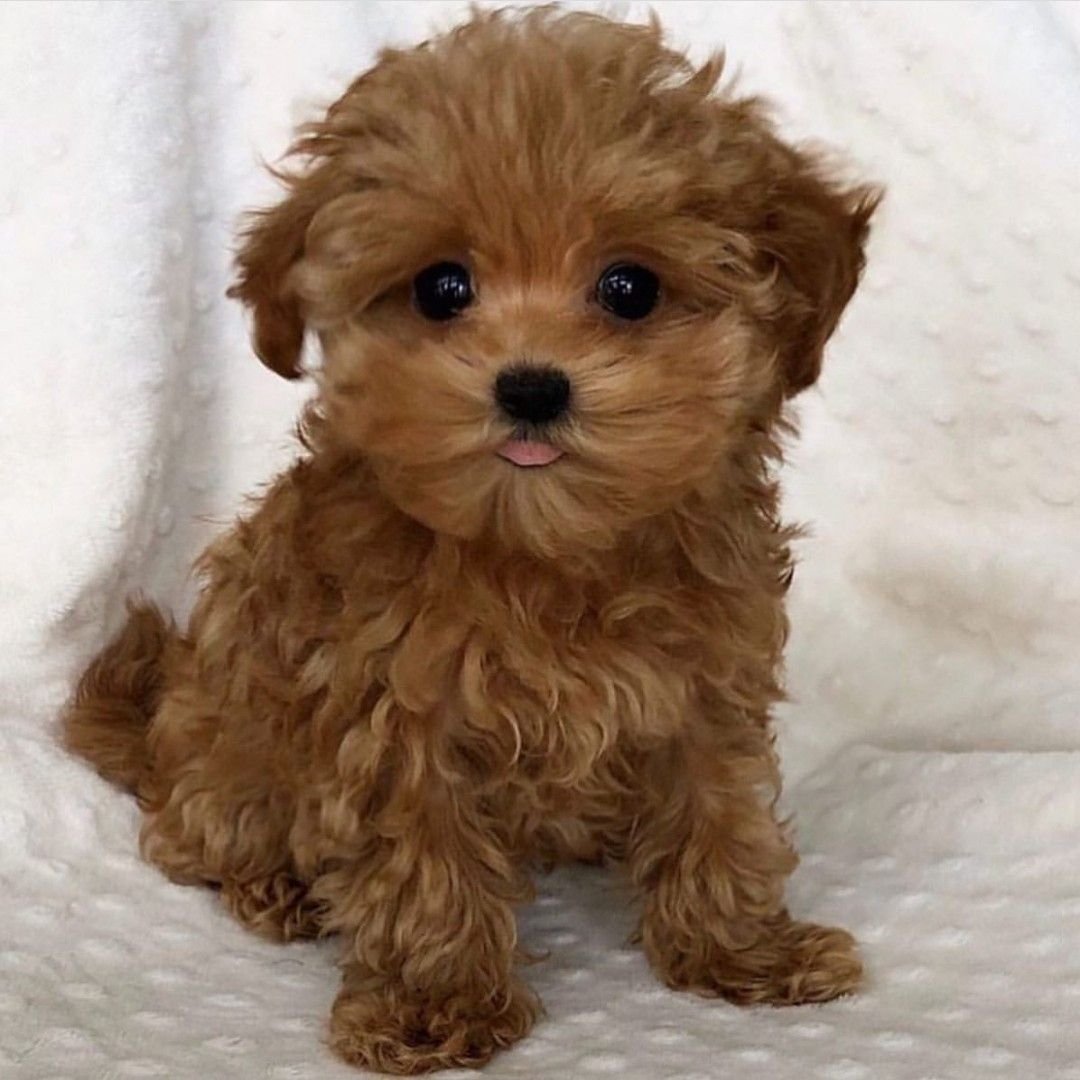 Мальтипу рыжий щенок