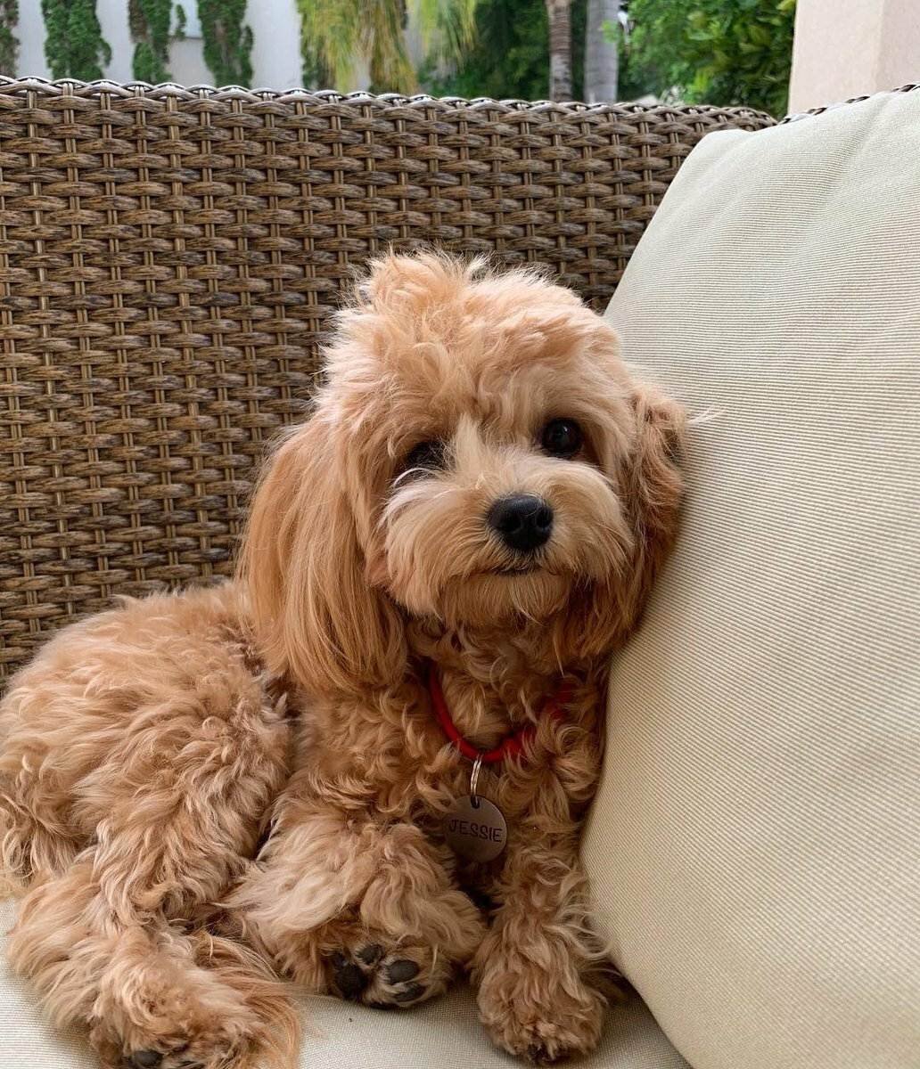 Мальтипу ф1