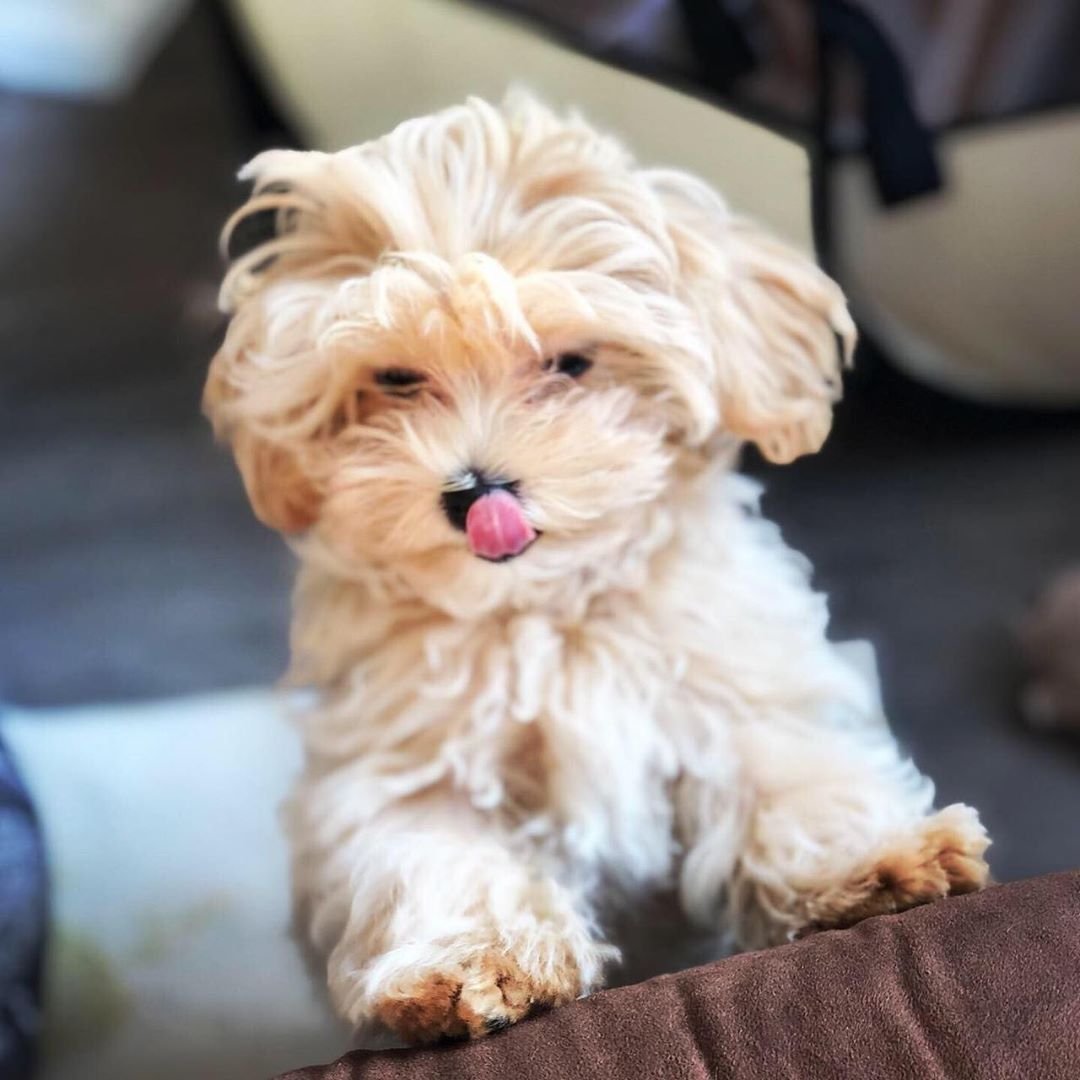 Мальтипу персиковый