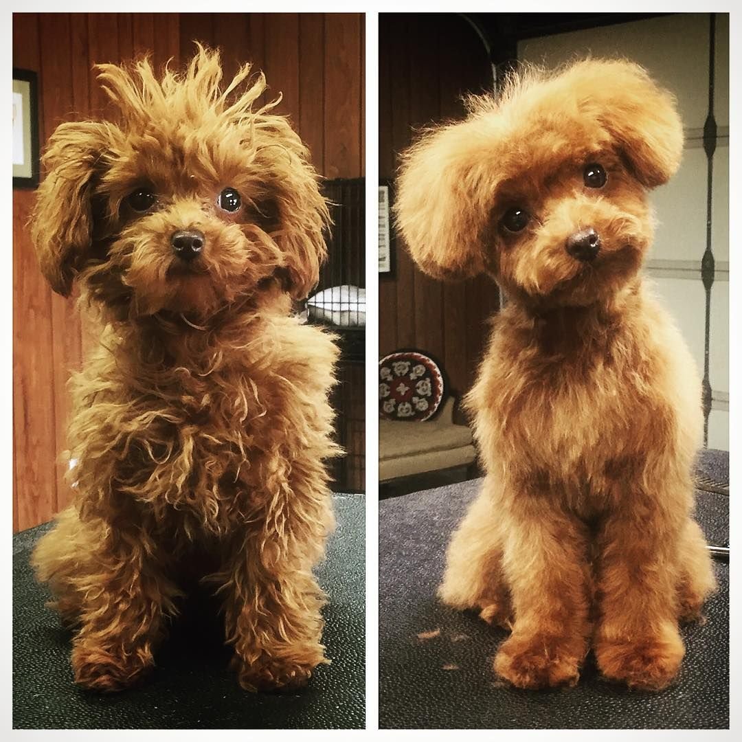 Havapoo собака стрижки коротко