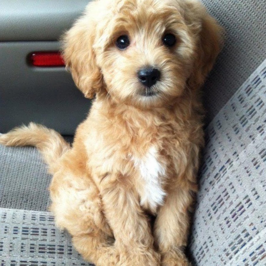 Домик для мальтипу