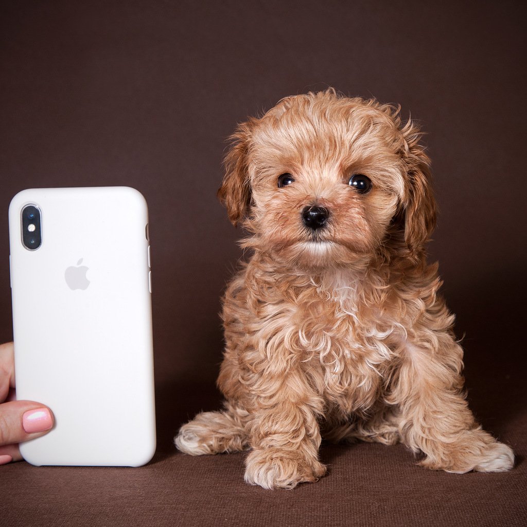 Мальтипу микро