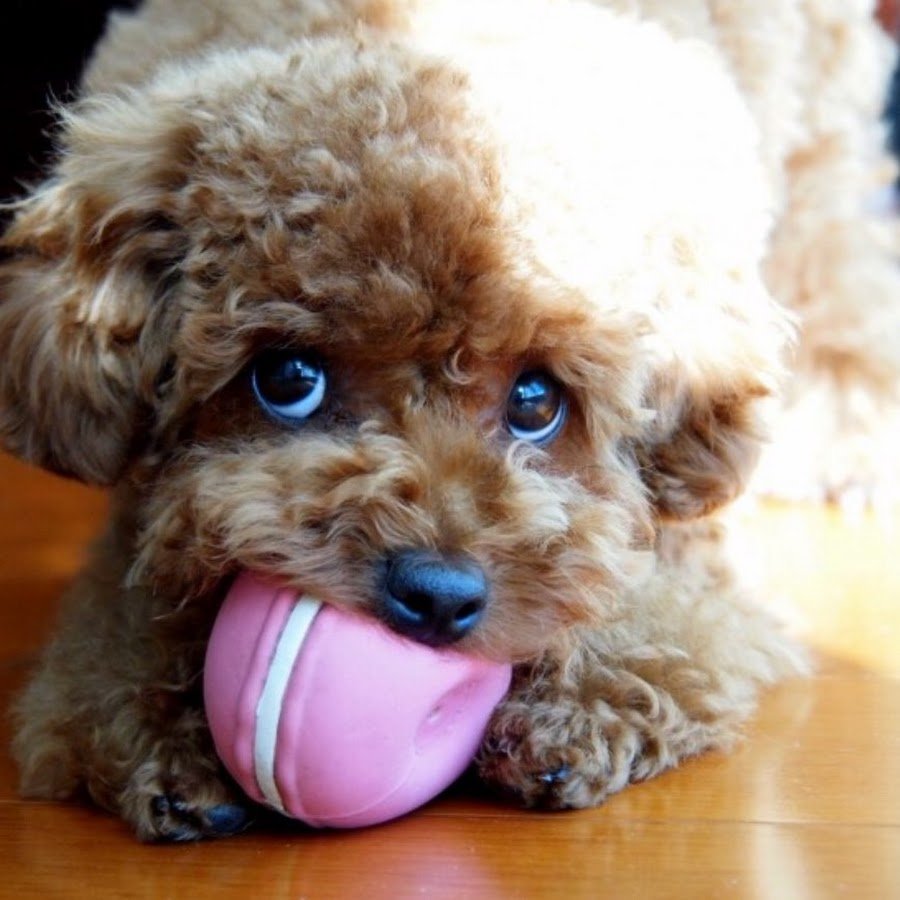 Пуделя детеныш