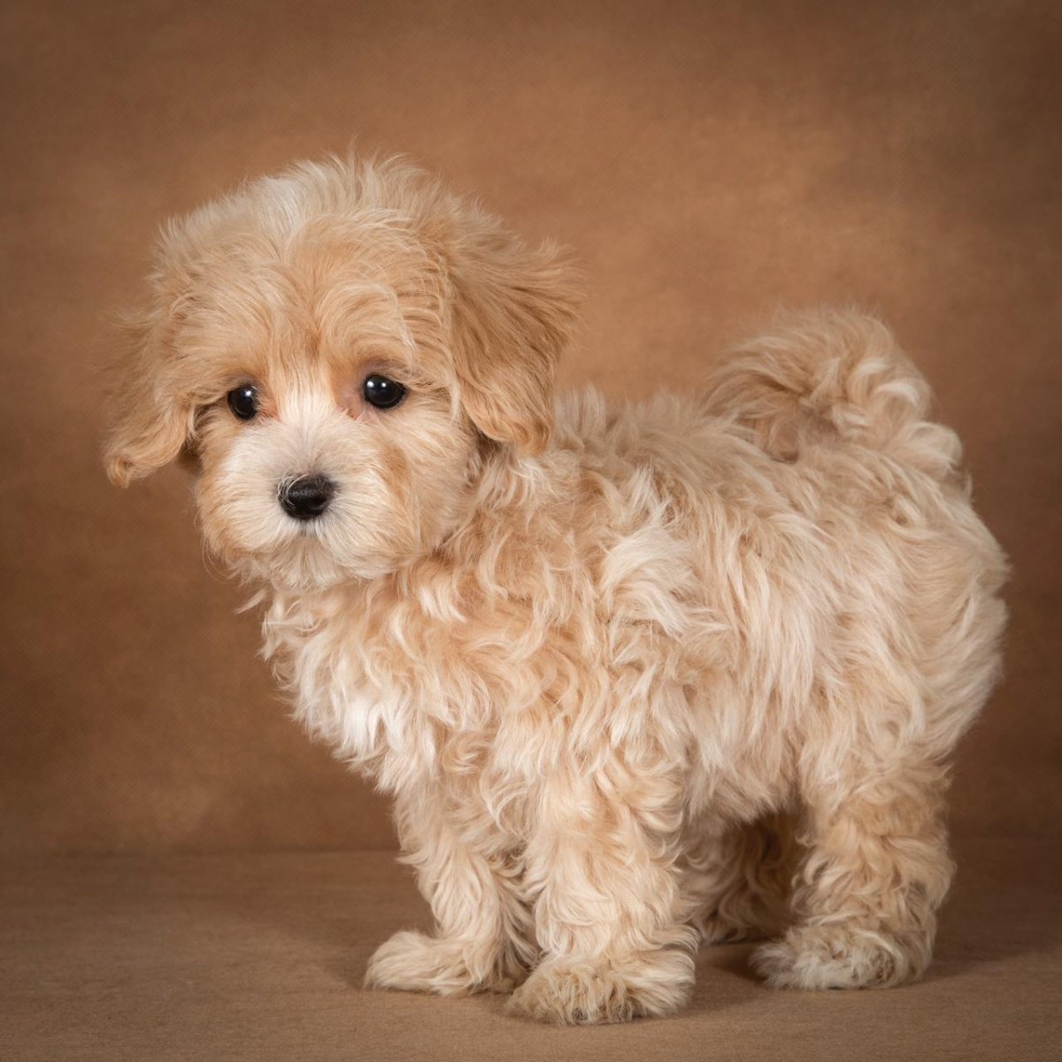 Мальтипу Купер