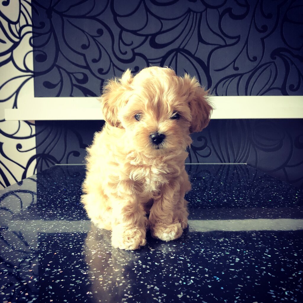 Щенки мальтипу ф1