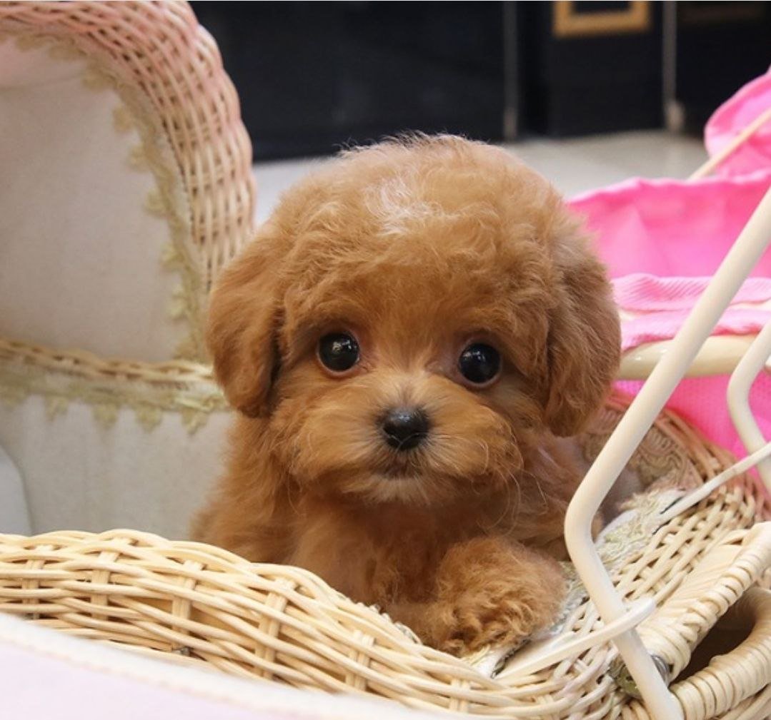 Той пудель Тикап микро