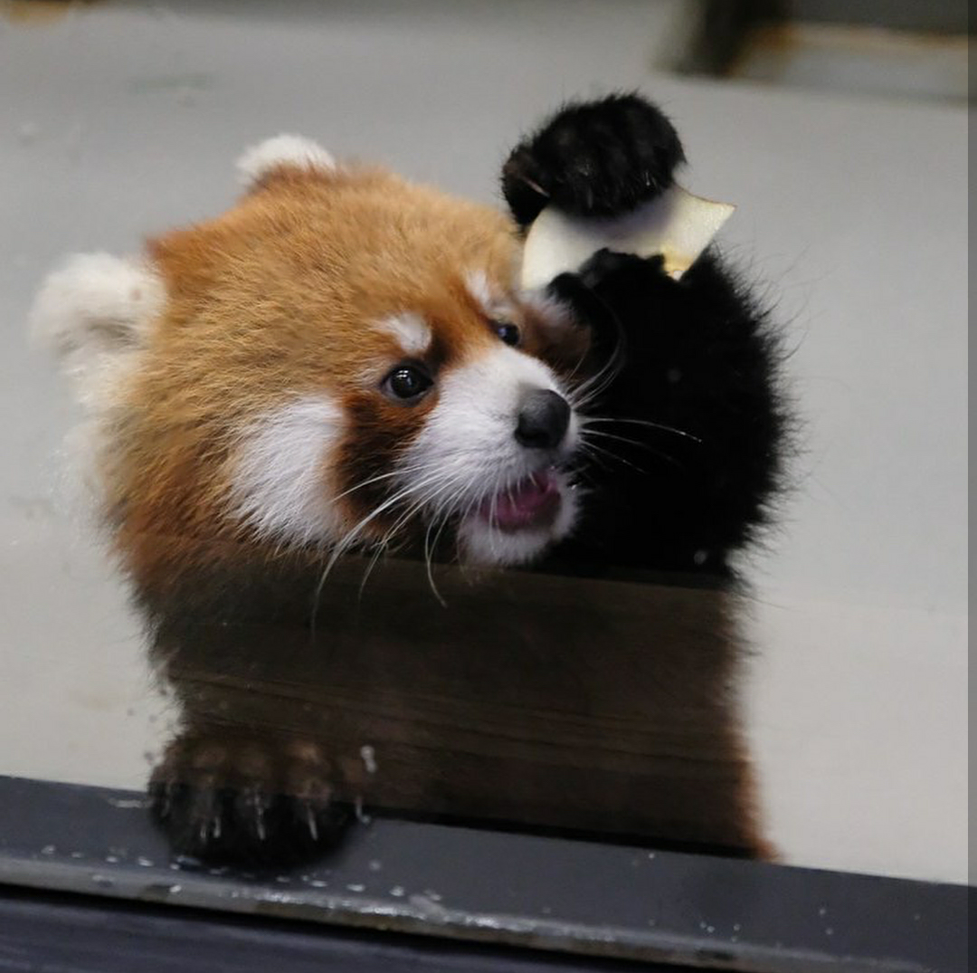 Красная панда шифу. Оранжевый енот. Красная Панда милота. Панда маленькая рыжая. Карликовая рыжая Панда.