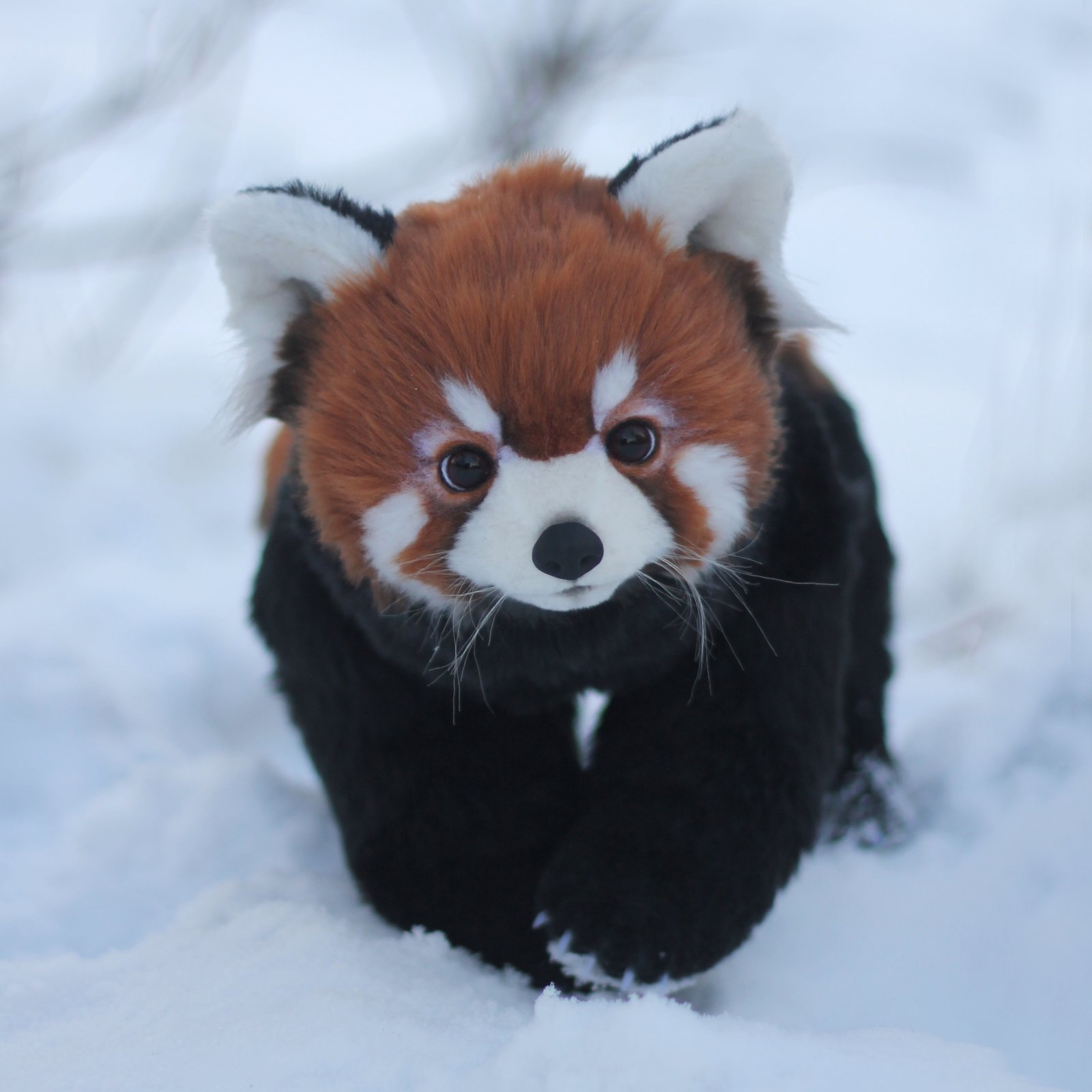 Пандочка блоггер. Малая (красная, рыжая, енотовидная) Панда. Енотовидная Панда. Красная Панда. Китайская красная Панда.