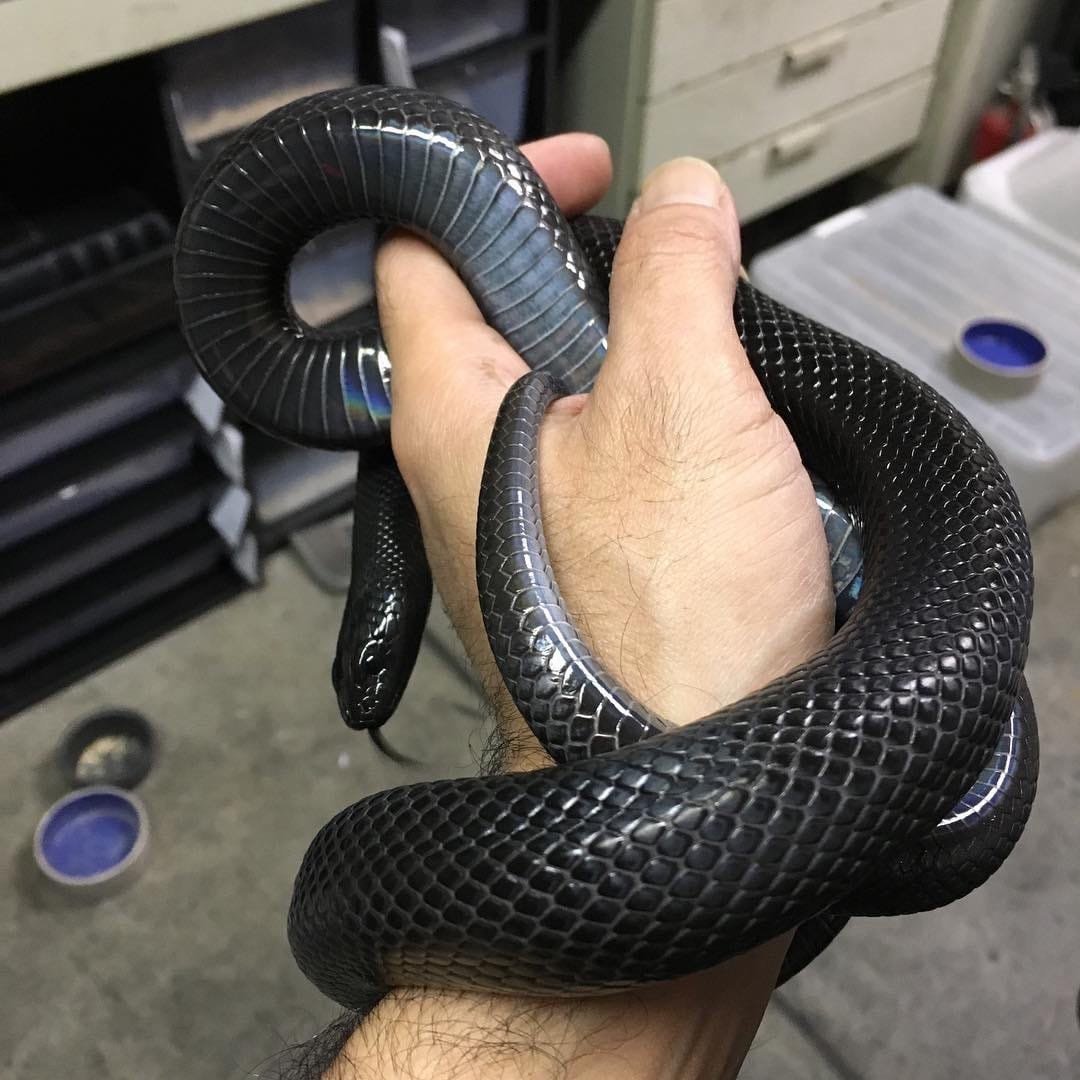 Королевская змея Негрита