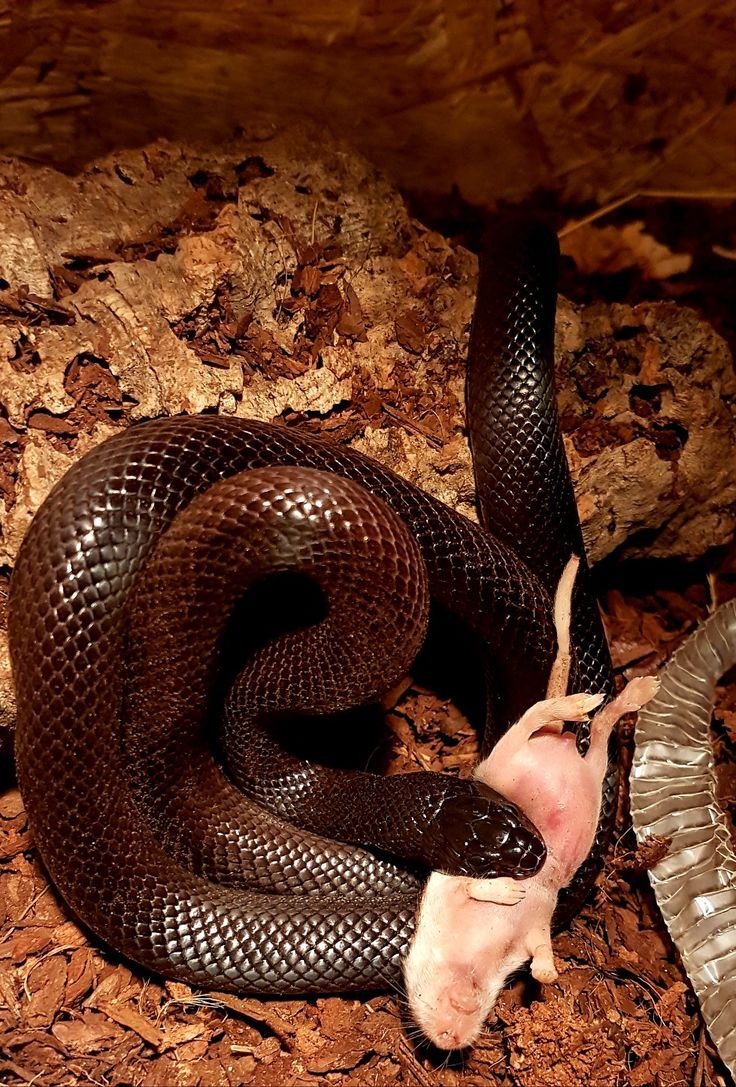 Мексиканская Королевская змея нигрита