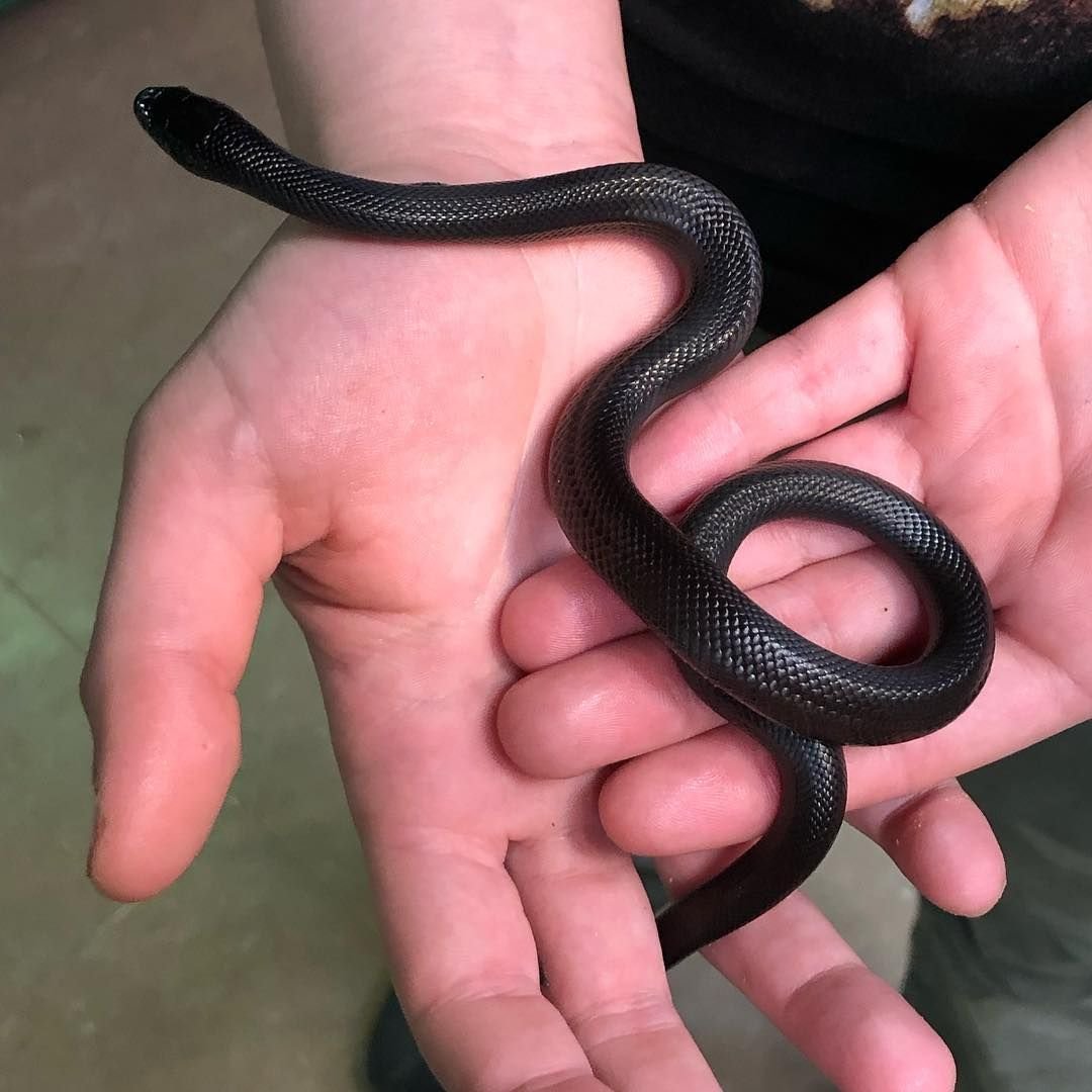 Королевская змея нигрита