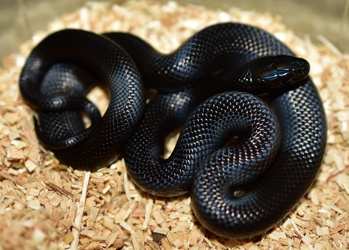 Королевская черная змея Nigrita