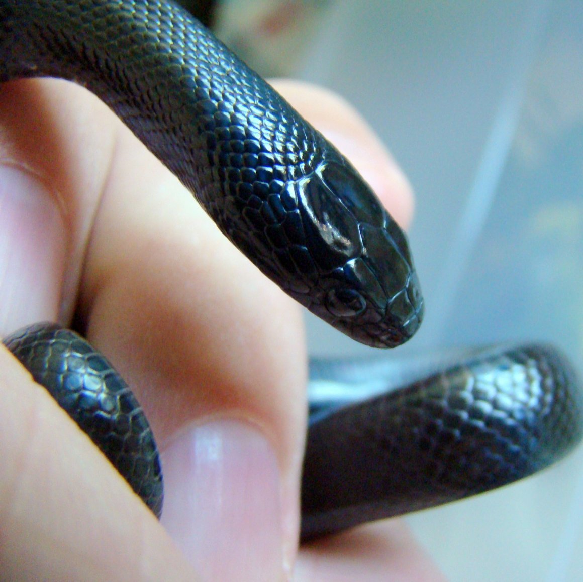 Королевская змея нигрита