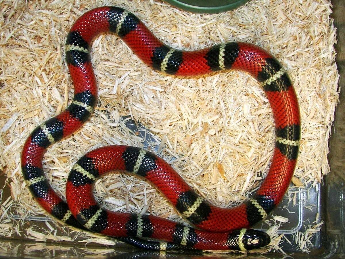 Королевская змея (Lampropeltis)