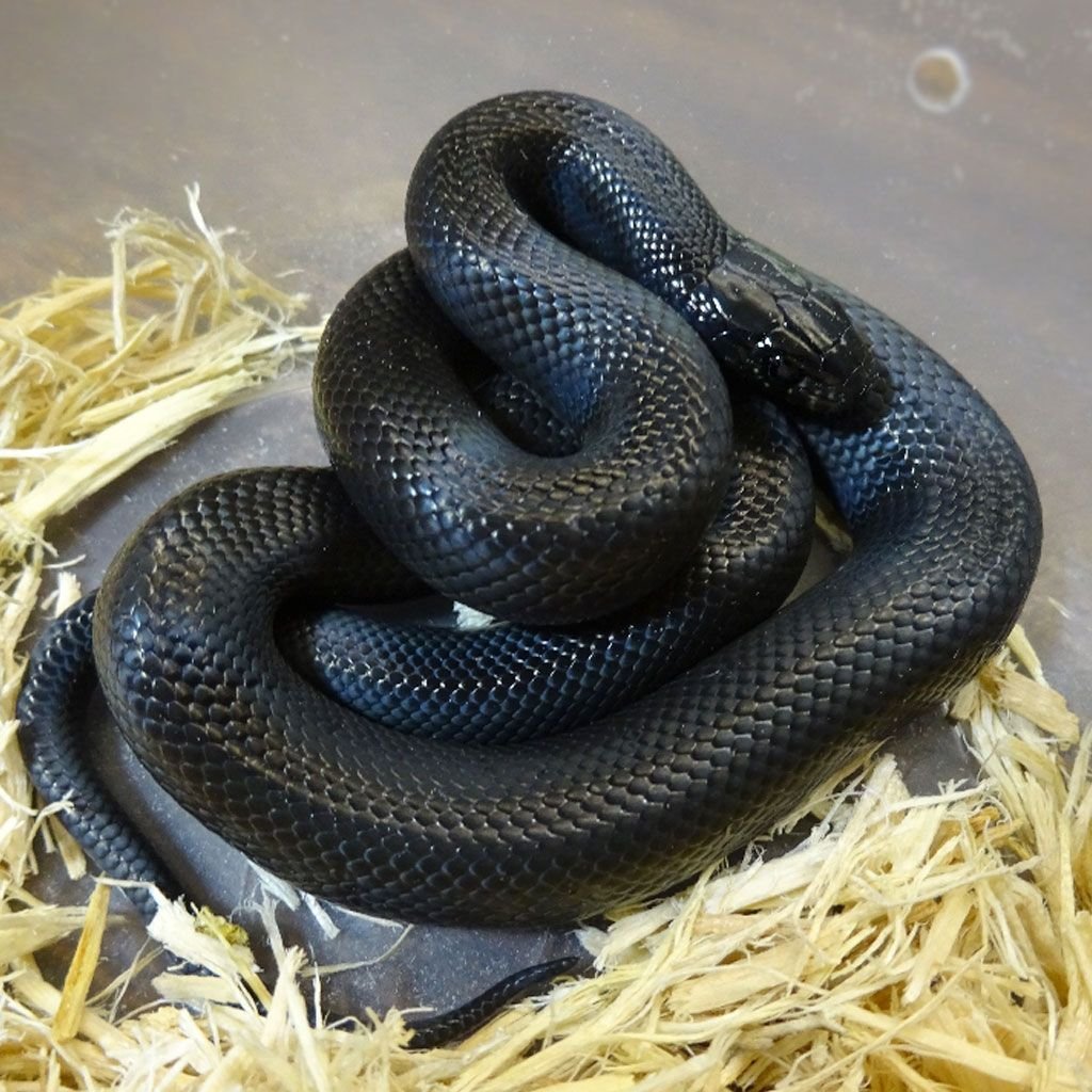 Mexican Black Kingsnake