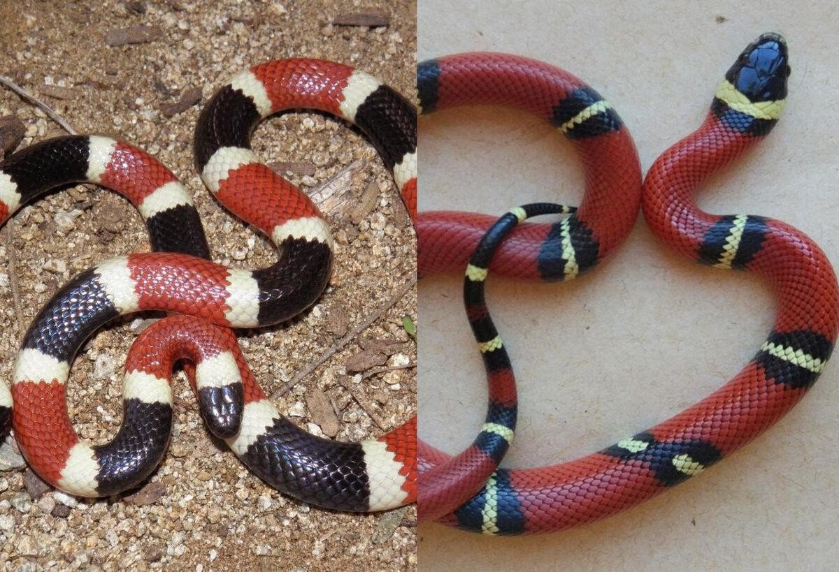 Королевская змея (Lampropeltis)